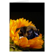 Boxer puppy in Sunflower greeting card