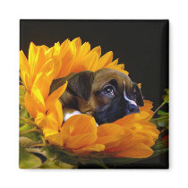 Boxer puppy in Sunflower square magnet by ritmoboxer Boxer puppy in Sunflower square magnet