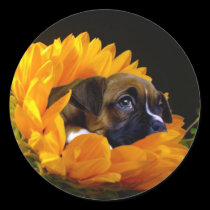 Boxer puppy in Sunflower stickers stickers