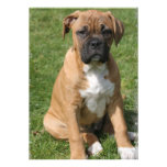 Boxer Puppy Invitation invitations
