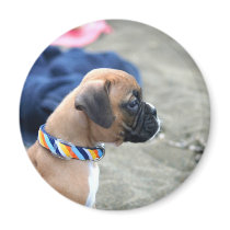 Boxer Puppy magnet