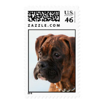 Boxer puppy postage