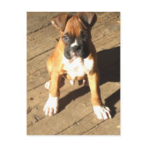 Boxer Puppy postcard by ritmoboxer Boxer Puppy postcard