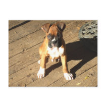 Boxer Puppy postcard by ritmoboxer Boxer Puppy postcard