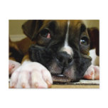 Boxer Puppy Postcard