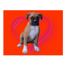 Boxer puppy postcard