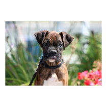 Boxer puppy poster posters