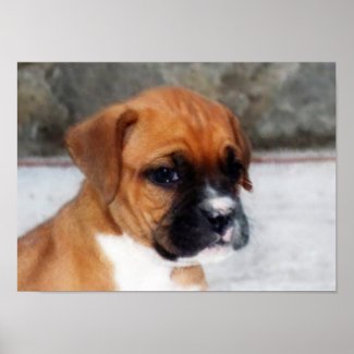Boxer puppy poster print