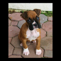 Boxer puppy poster posters