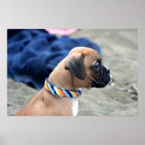 Boxer puppy poster