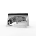 Boxer puppy " Sasha" relaxing greeting card by ritmoboxer Boxer puppy " Sasha" relaxing greeting card