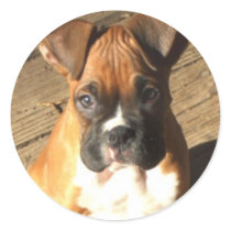 Boxer Puppy Stickers