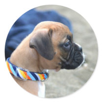 Boxer Puppy stickers