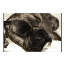 Boxer sleeping poster posters