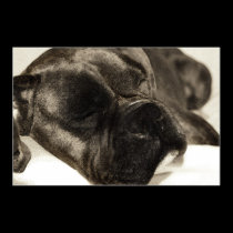 Boxer sleeping poster posters