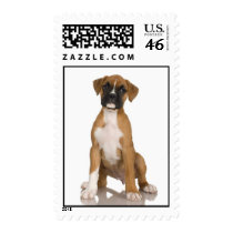 Boxer Stamp (MEDIUM)