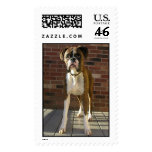 Boxer Stamp