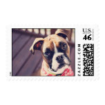Boxer Stamp