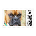 Boxer Stamp stamps