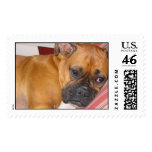Boxer Stamp