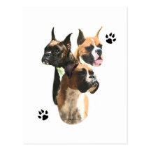 Boxer Trio Post Cards