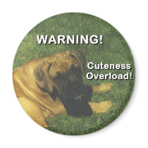 Boxer: Warning! Cuteness Overload! magnets by wigglebutthut Boxer: Warning! Cuteness Overload! magnets