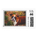 Boxer with a muddy nose postage