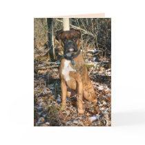Boxer Woods Walk cards