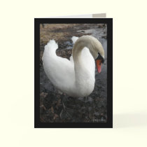 Boy 3 cards by MoiraAshleigh Boy 3 cards