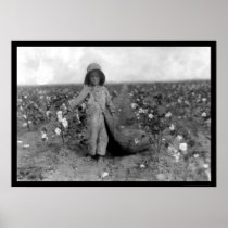 Boy Picking Cotton in Comanche, OK 1916 Poster