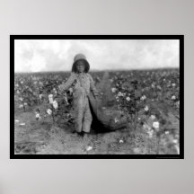 Boy Picking Cotton in Comanche, OK 1916 Poster