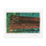 Boy Scout Tree on Redwood HighwayRedwoods, CA Postcards