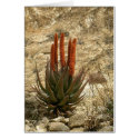 Boyce Thompson Arboretum State Park cards by moxieann Boyce Thompson Arboretum State Park cards