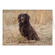 Boykin Spaniel Card
