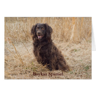 Boykin Spaniel Gifts on Zazzle