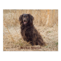 Boykin Spaniel Post Card