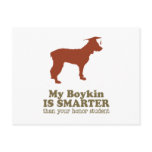 Boykin Spaniel