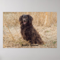 Boykin Spaniel Poster