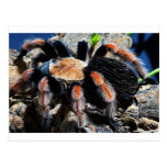 Brachypelma boehmei postkarte