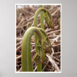 Bracken Fronds Posters