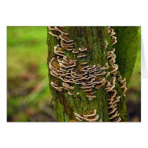 Bracket Funghi