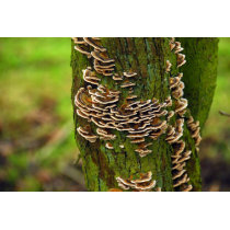 Bracket Funghi