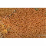 Bracket fungi, basidiomycetes species photo cut outs