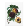Braddick's American Peach Post Cards