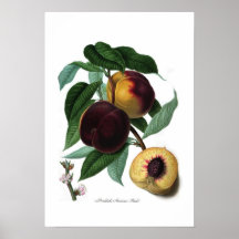 Braddicks American peach Posters
