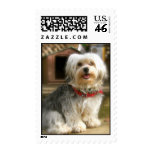 Braden, the Morkie postage
