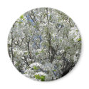 Bradford Pear in Bloom magnets