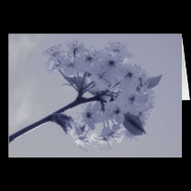 Bradford Pear Tree cards