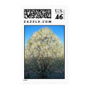 Bradford Pear Tree postage by ajholman33 Bradford Pear Tree postage