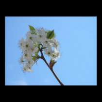 Bradford Pear Tree posters by tmurray13 Bradford Pear Tree posters
